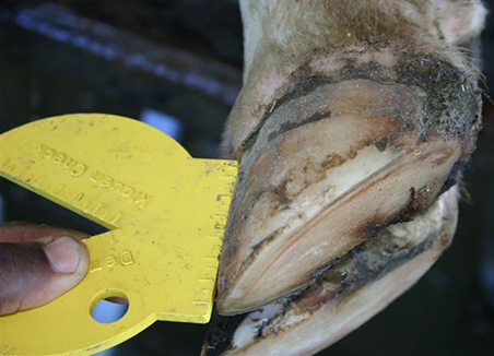 Thin Sole Severity 2